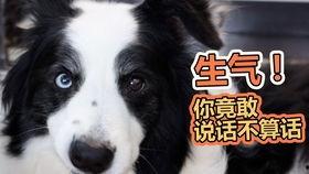 娱乐吃瓜君第一次见狗,萌态百出瞬间圈粉